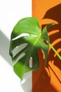 Monstera in the sun. Beautiful combination of colors: green, white, orange. Details of the modern interior. Royalty Free Stock Photo