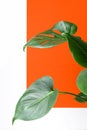 Monstera on a white and orange background. Monstera in a modern interior. Interior Design. Minimalism concept Royalty Free Stock Photo