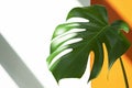 Monstera in the sun. Beautiful combination of colors: green, white, orange. Details of the modern interior. Royalty Free Stock Photo