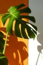 Monstera in the sun. Beautiful combination of colors: green, white, orange. Details of the modern interior. Royalty Free Stock Photo