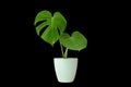 Monstera in a white vase, perfect for interior design Die-Cut PNG with Path Line. Royalty Free Stock Photo