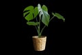 Monstera in a white vase, perfect for interior design Die-Cut PNG with Path Line. Royalty Free Stock Photo