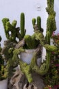 `Monstrito` Cactus  835379 Royalty Free Stock Photo