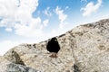 Mont blanc black bird Royalty Free Stock Photo