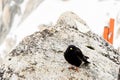 Mont blanc black bird Royalty Free Stock Photo
