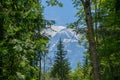 Mont blanc framed with pine trees Royalty Free Stock Photo