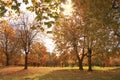 Mont Royal park. Montreal, Gold autumn