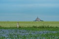 Mont-Saint-Michel, Bretagne, France, in front of meadows with blooming flowers Royalty Free Stock Photo