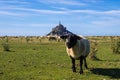 Flock of sheep in front of the Mont Saint Michel abbey. Mont Saint-Michel, Normandy, France Royalty Free Stock Photo