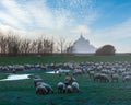 Mont Saint-Michel France in March, evening and flock of sheep in front