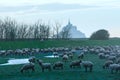 Mont Saint-Michel and sheep flock . Royalty Free Stock Photo