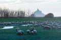 Mont Saint-Michel and sheep flock . Royalty Free Stock Photo