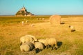 Mont Saint-Michel tidal island with sheep grazing on fields Royalty Free Stock Photo