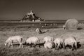 Mont Saint-Michel tidal island with sheep grazing on fields in monochrome Royalty Free Stock Photo