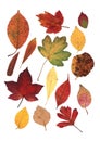 A montage of autumn leaves in mixed shapes and colours.