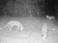 Montage: Fox successively captured by photo trap in suburban garden