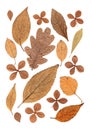 Montage of mixed brown autumn leaves.