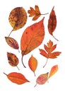 A montage of mixed brown autumn leaves.