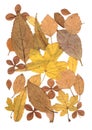 A montage of mixed gold autumn leaves.