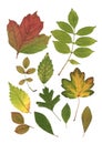 A montage of mixed green autumn leaves.