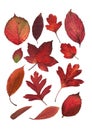 A montage of mixed red autumn leaves.