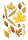 A montage of mixed yellow autumn leaves.