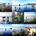 Montage of Playful Dogs