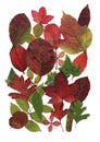 Montage of red and green autumn leaves.