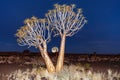Montage rising full moon quiver tree forest namibia Royalty Free Stock Photo
