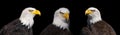 Portrait of three bald eagles