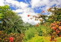 Montagne PelÃÂ©e Bald Mountain Volcano, Martinique, Caribbean Royalty Free Stock Photo