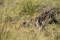 Montagu harrier or Circus pygargus male sitting on ground in background and foreground meadows of green grass field tal chhapar