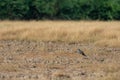 Montagu harrier or Circus pygargus male sitting on ground in background and foreground meadows of green grass field tal chhapar