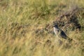 Montagu harrier or Circus pygargus male sitting on ground in background and foreground meadows of green grass field tal chhapar