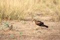 Montagu harrier or Circus pygargus portrait sitting in open field and in background meadows of grass field during winter migration