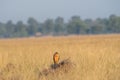 Montagu harrier or Circus pygargus sitting on a beautiful perch in meadows of grass field at tal chhapar