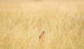 Montagu harrier or Circus pygargus sitting on a beautiful perch in meadows of grass field at tal chhapar