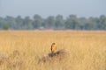 Montagu harrier or Circus pygargus sitting on a beautiful perch in meadows of grass field at tal chhapar