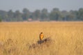 Montagu harrier female or Circus pygargus perched in dry open plains with meadow during winter migration and scenic landscape view