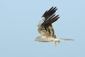 Montagu Harrier flying with a prey
