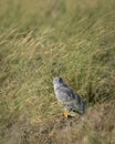 Montagu harrier male or Circus pygargus bird ground perched with eye contact in natural green grass or meadow during winter