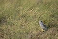 Montagu harrier male or Circus pygargus at velavadar national park