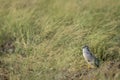 Montagu harrier male or Circus pygargus bird ground perched in natural green grass or meadow during winter migration at tal