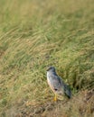 Montagu harrier male or Circus pygargus bird ground perched in natural green grass or meadow during winter migration at tal