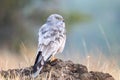 Montagu harrier predator bird perching on rock Royalty Free Stock Photo