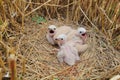 The Montagu\'s harrier (Circus pygargus) chicks on nest in wheat field Royalty Free Stock Photo