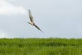Montagu`s harrier Circus pygargus, female flying Royalty Free Stock Photo
