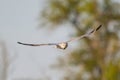 Montagu s Harrier Circus pygargus in flight in the wild Royalty Free Stock Photo