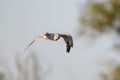 Montagu s Harrier Circus pygargus in flight in the wild Royalty Free Stock Photo