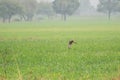 Montagu`s harrier flying over wheat field Royalty Free Stock Photo